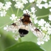 Blotch-winged Hoverfly - Photo (c) Marie Lou Legrand, some rights reserved (CC BY-NC), uploaded by Marie Lou Legrand
