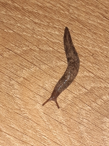 Mrežasti poljski golać (Deroceras reticulatum)