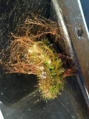Automeris belti