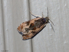 Olethreutes nigranum