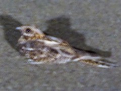 Caprimulgus ruficollis