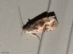 Olethreutes nigranum