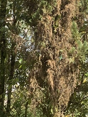 Caprimulgiformes