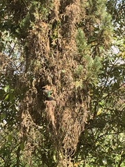 Caprimulgiformes