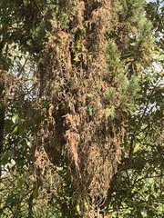 Caprimulgiformes