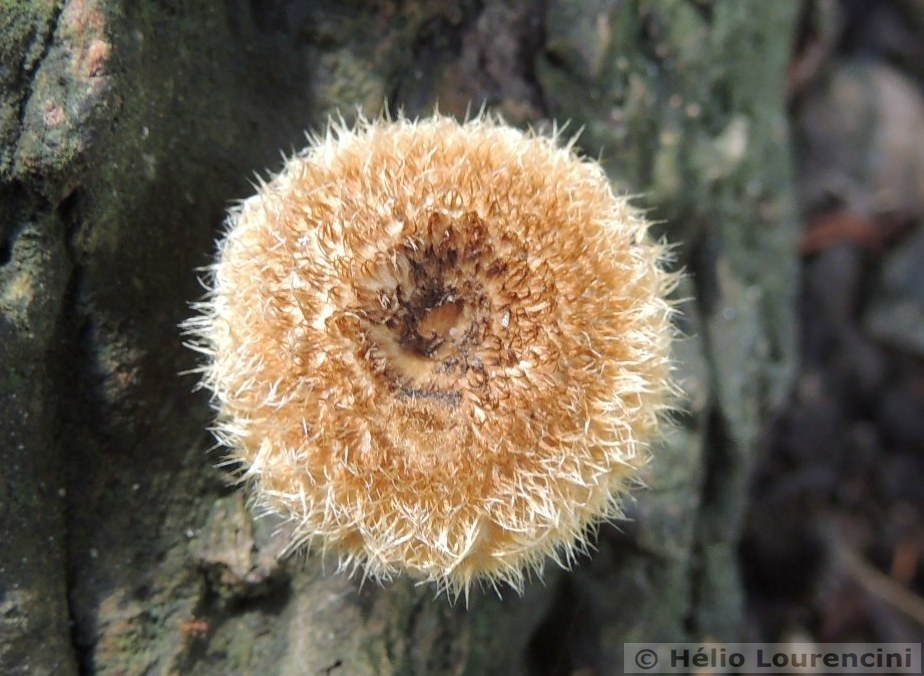 Lentinus berteroi · January 2014 · photo: © helio-lourencini (iNaturalist, cc-by)