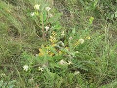 Astragalus dasyanthus