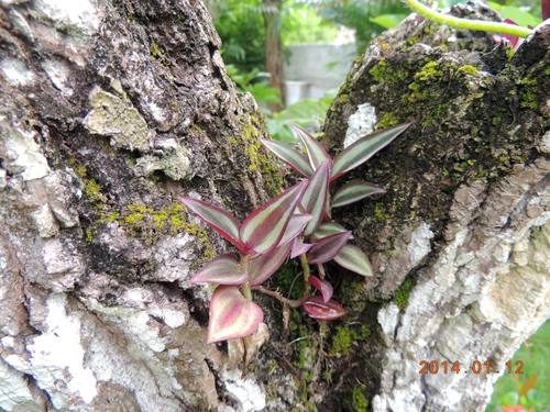 Tradescantia zebrina