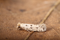 Ateliotum petrinella