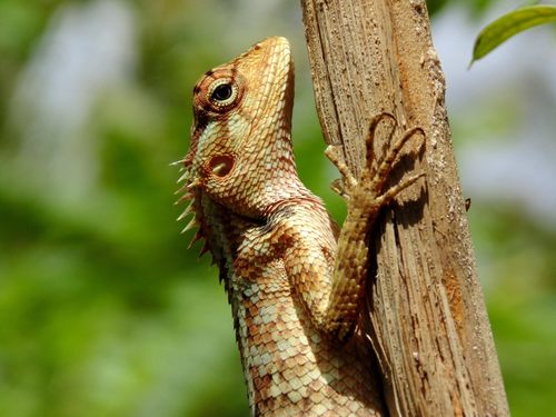 Oriental Garden Lizard (Calotes versicolor) · iNaturalist