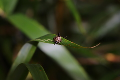 Alcimocoris coronatus