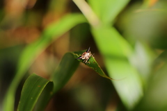 Alcimocoris coronatus