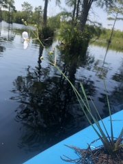 Sagittaria isoetiformis