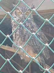 Bubo