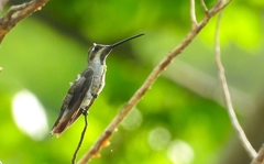 Heliomaster longirostris