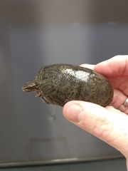 Sternotherus odoratus