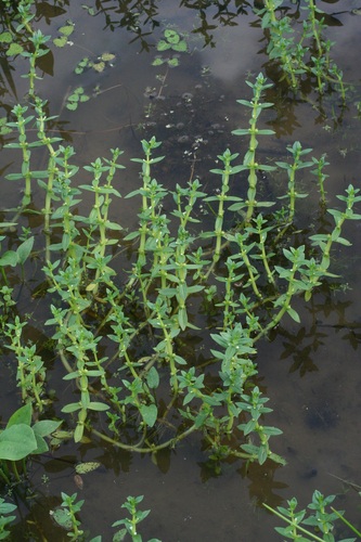 Gratiola japonica iNat (3)