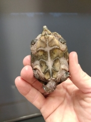 Sternotherus odoratus