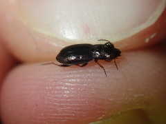 Notiophilus biguttatus