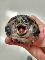 Sternotherus odoratus