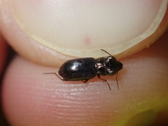 Notiophilus biguttatus