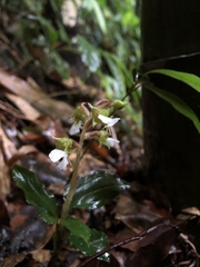 Odontochilus brevistylis