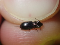 Notiophilus biguttatus