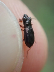 Notiophilus biguttatus