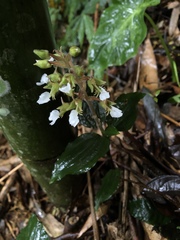 Odontochilus brevistylis