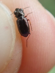 Notiophilus biguttatus