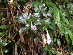 Lysionotus pauciflorus pauciflorus