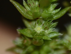 Crassula campestris