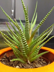 Haworthiopsis