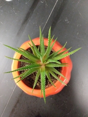 Haworthiopsis