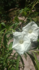 Ipomoea proxima