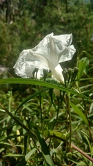Ipomoea proxima