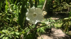 Ipomoea proxima
