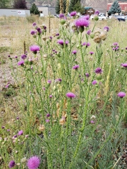 Carduus acanthoides acanthoides