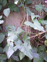 Philodendron appendiculatum