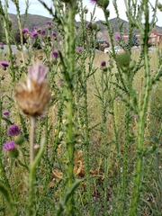 Carduus acanthoides acanthoides