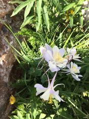 Aquilegia coerulea