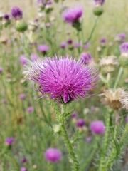 Carduus acanthoides acanthoides