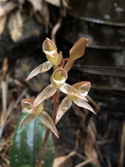Eucosia cordata