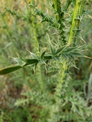 Carduus acanthoides acanthoides