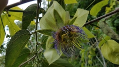 Passiflora platyloba