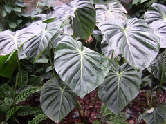 Philodendron gloriosum