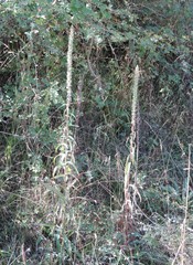 Digitalis ferruginea