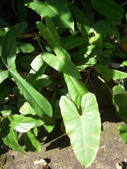 Philodendron imbe