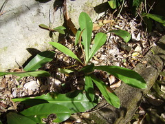Philodendron lingulatum