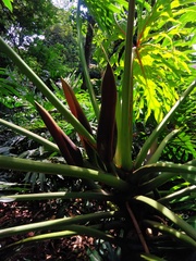 Thaumatophyllum mello-barretoanum